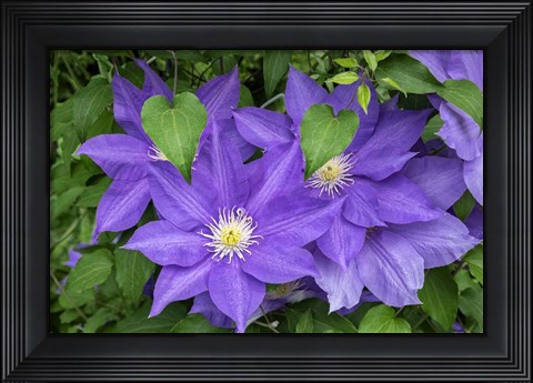 Framed Purple Clematis 2 Print