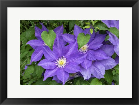Framed Purple Clematis 2 Print