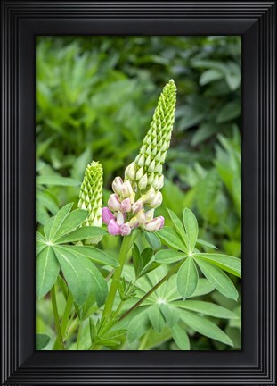 Framed Pink Lupine Print