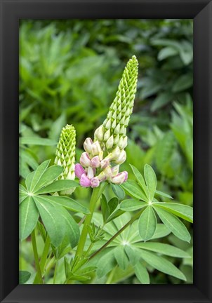 Framed Pink Lupine Print