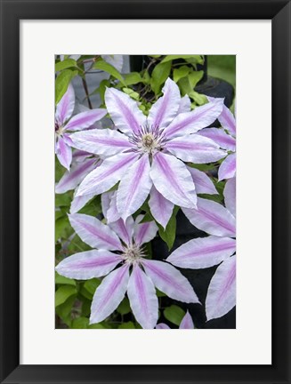 Framed Nelly Moser, Clematis Print