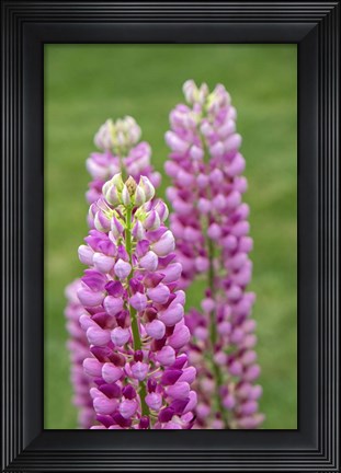 Framed Pink Lupine Print
