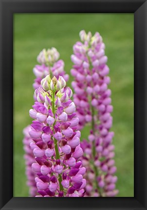 Framed Pink Lupine Print