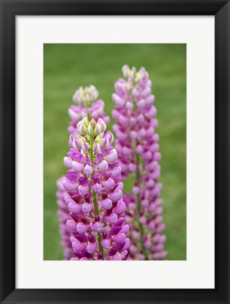 Framed Pink Lupine Print