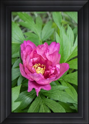 Framed Pink Peony Print