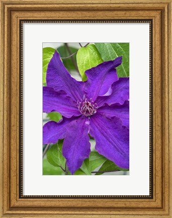 Framed Purple Clematis 1 Print