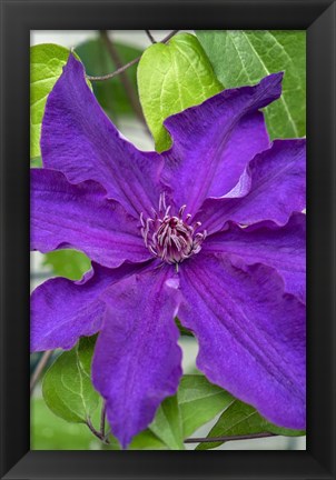 Framed Purple Clematis 1 Print