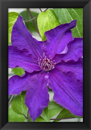 Framed Purple Clematis 1 Print