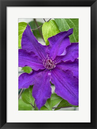 Framed Purple Clematis 1 Print