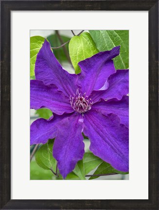 Framed Purple Clematis 1 Print