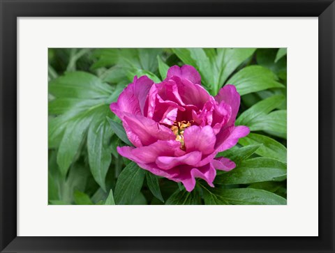 Framed Pink Peony Print