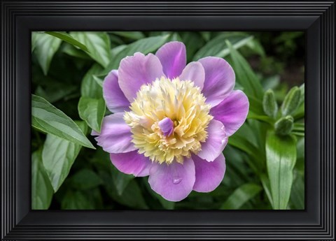Framed Pink And Pale Yellow Peony Print