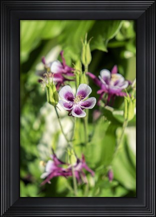 Framed Purple And White Columbine Print