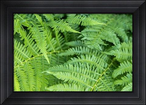 Framed Green Fern Print