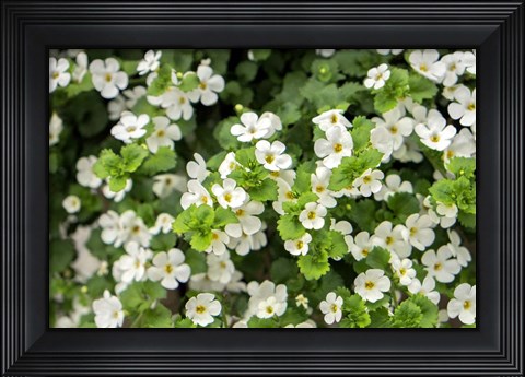 Framed White Bacopa Print