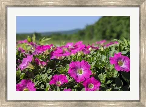 Framed Pink Petunias, New England Print