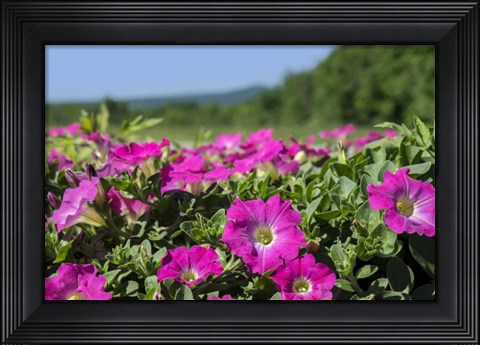 Framed Pink Petunias, New England Print