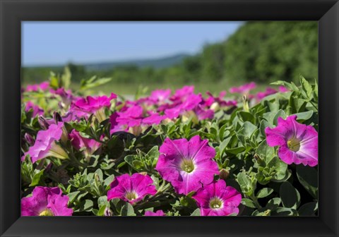 Framed Pink Petunias, New England Print