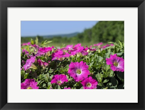 Framed Pink Petunias, New England Print