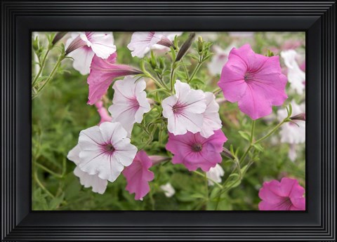 Framed Pink And White Petunias Print
