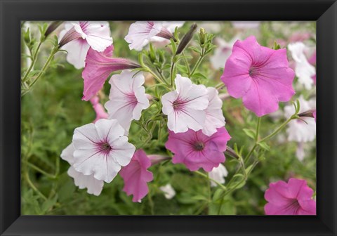 Framed Pink And White Petunias Print