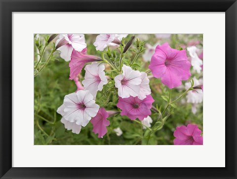 Framed Pink And White Petunias Print