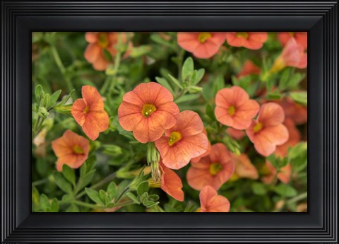 Framed Orange Million Bells, Calibrachoa Print
