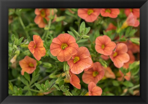 Framed Orange Million Bells, Calibrachoa Print