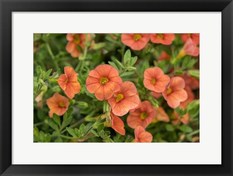 Framed Orange Million Bells, Calibrachoa Print