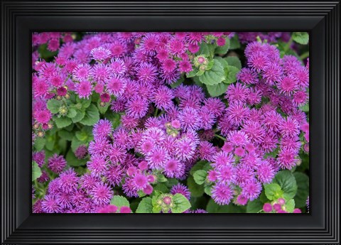 Framed Pink Billygoat Weed Print