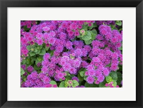 Framed Pink Billygoat Weed Print