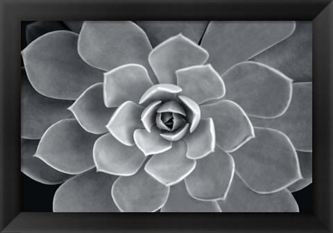 Framed Echeveria Hybrid Print
