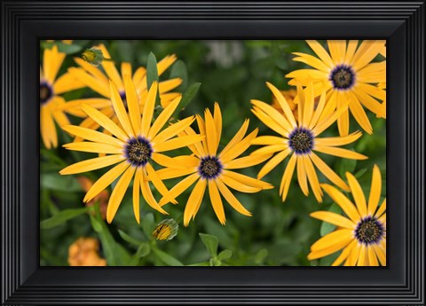Framed African Daisy Print