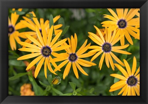 Framed African Daisy Print