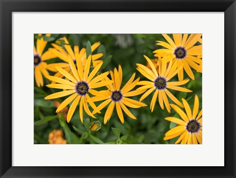 Framed African Daisy Print