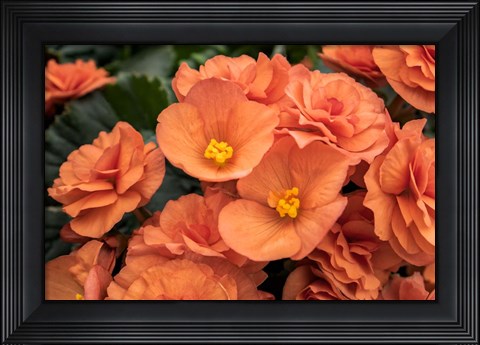 Framed Orange Tuberous Begonia Print