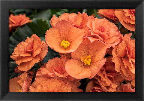 Framed Orange Tuberous Begonia Print