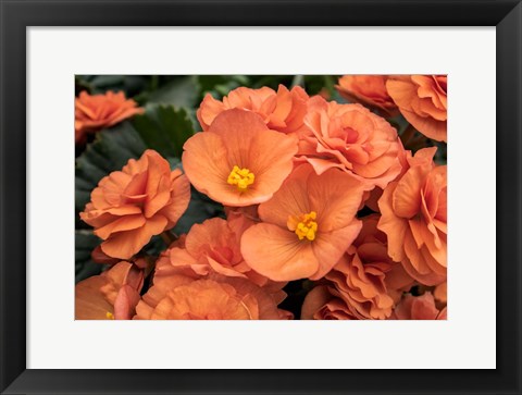 Framed Orange Tuberous Begonia Print