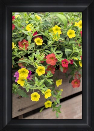 Framed Yellow And Red Million Bells Print