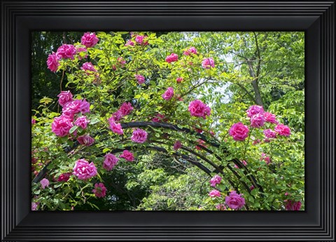 Framed Arbor Of Pink Roses Print