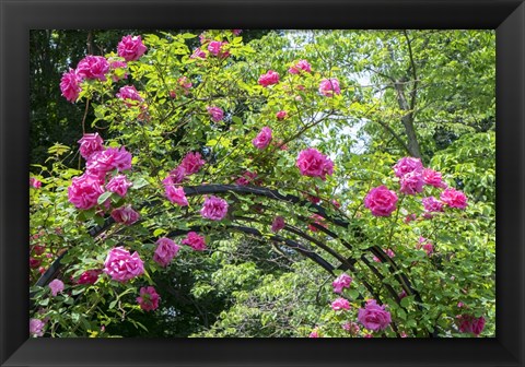 Framed Arbor Of Pink Roses Print