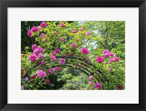 Framed Arbor Of Pink Roses Print