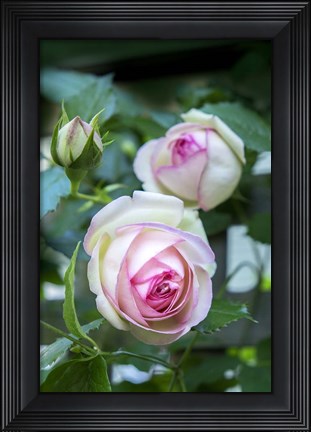 Framed Pink Pierre De Rosard, Eden, Heirloom Roses Print