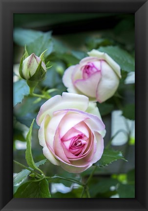 Framed Pink Pierre De Rosard, Eden, Heirloom Roses Print