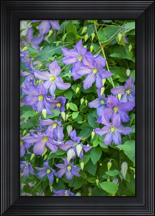 Framed Purple Clematis 2 Print