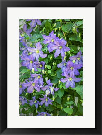 Framed Purple Clematis 2 Print
