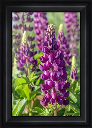 Framed Purple Lupine Print