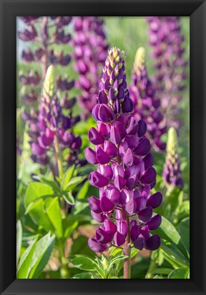 Framed Purple Lupine Print