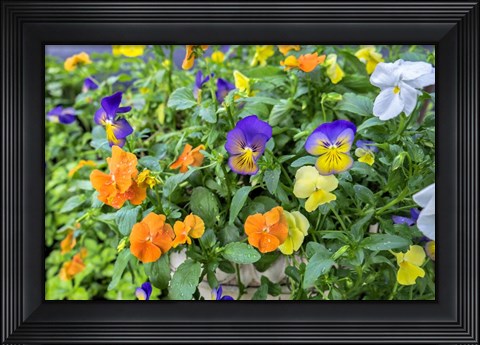 Framed Pansies With Morning Dew Print