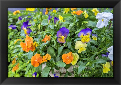 Framed Pansies With Morning Dew Print